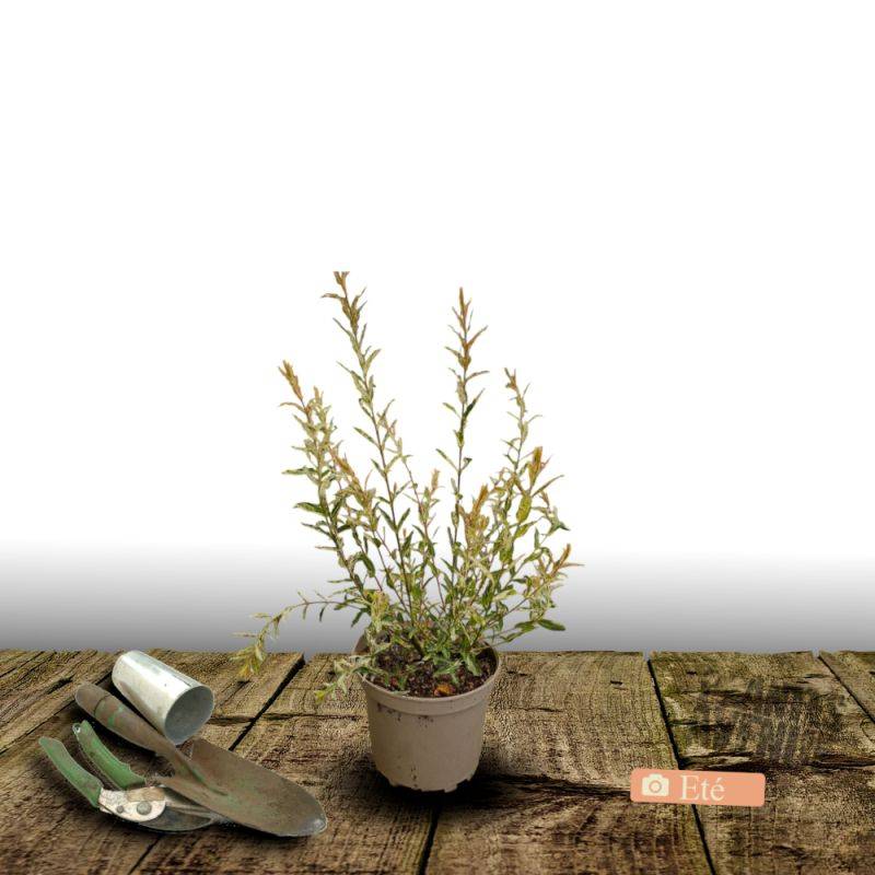 Saule crevette Hakuro Nishiki, Salix - Pot de 4L - 40/60 cm - Image 3