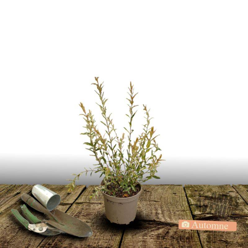Saule crevette Hakuro Nishiki, Salix - Pot de 4L - 40/60 cm - Image 2