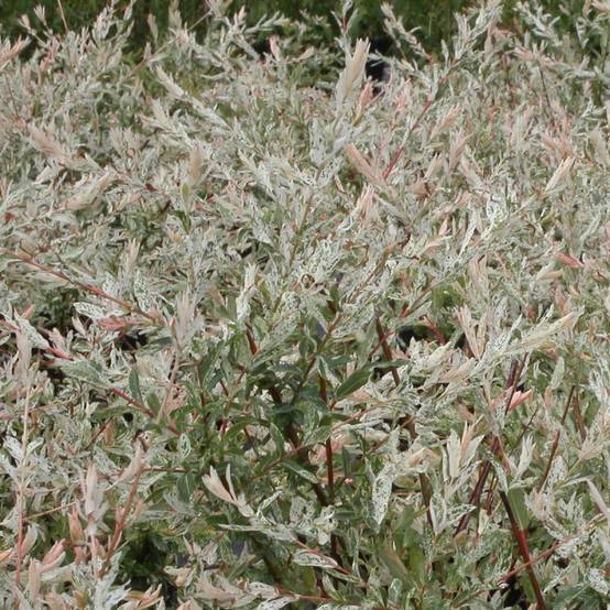 Saule crevette Hakuro Nishiki, Salix - Pot de 4L - 40/60 cm - Image 1