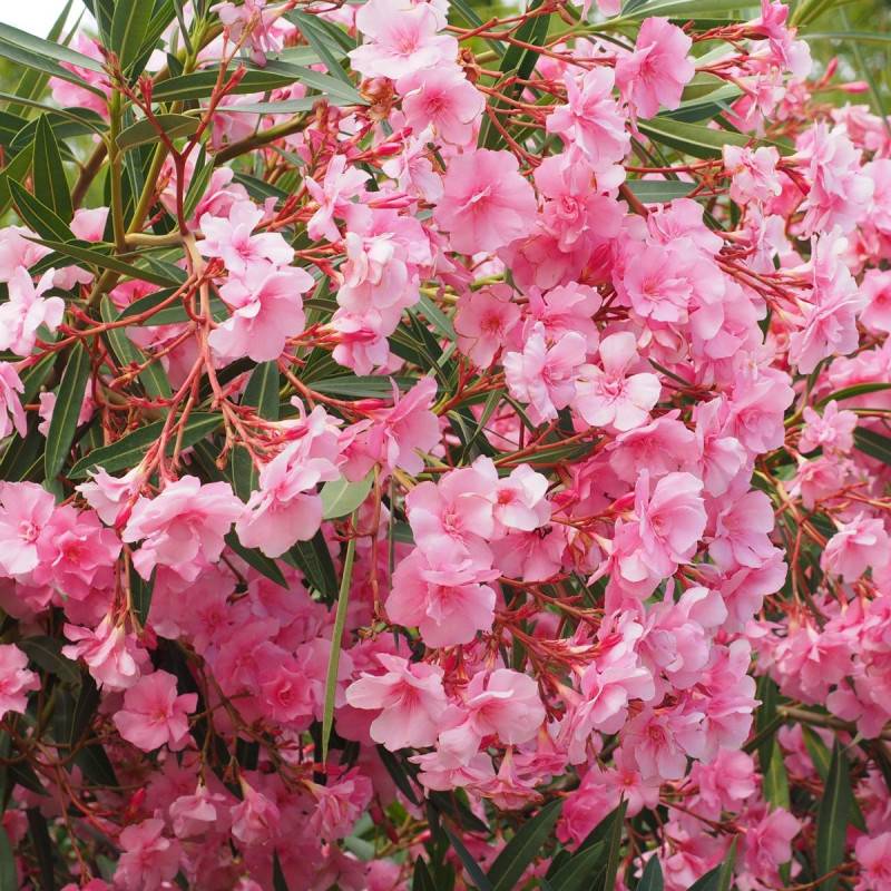 Laurier rose à fleurs Rose - feuillage Semi-Persistant - Pot de 10L - 80/120 cm-  hauteur à maturité De 1,50 m à 2,00 m - Image 4