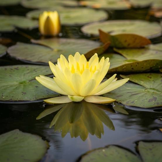 Nénuphar jaune - Nymphaea - Image 2