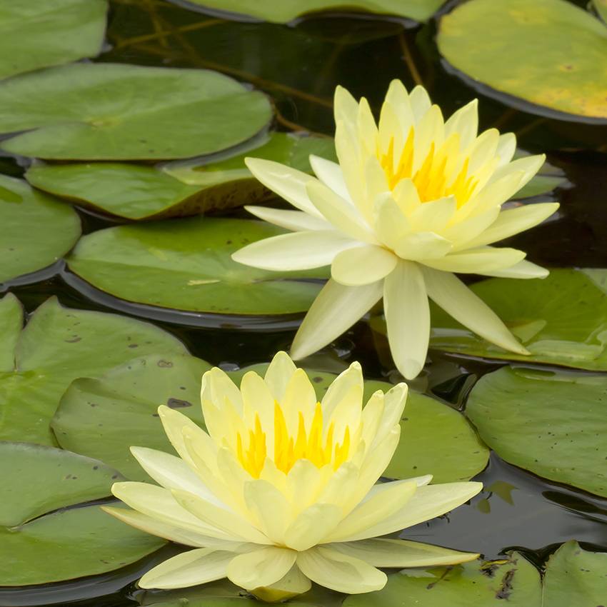 Nénuphar jaune - Nymphaea - Image 3