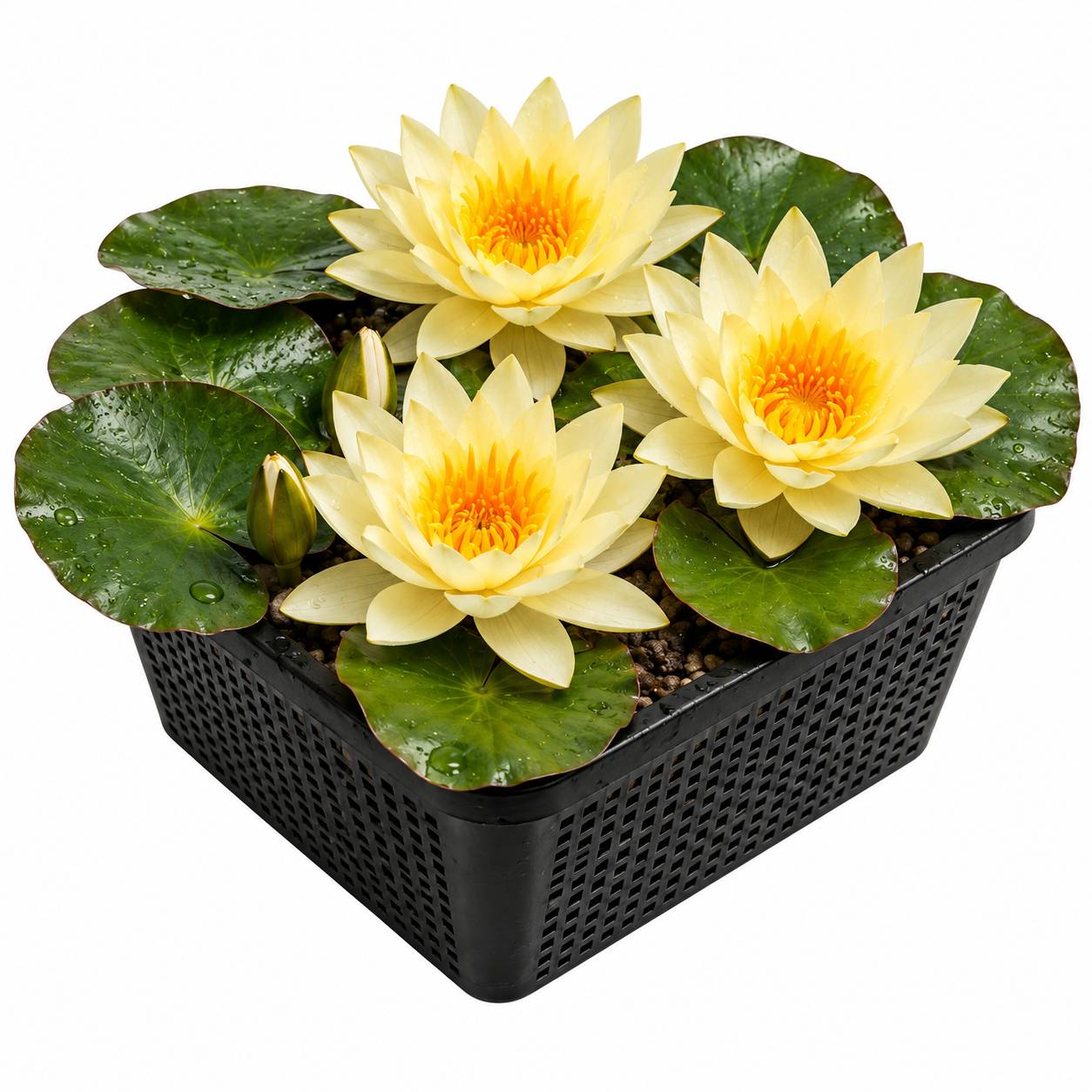 Nénuphar jaune - Nymphaea - Image 1