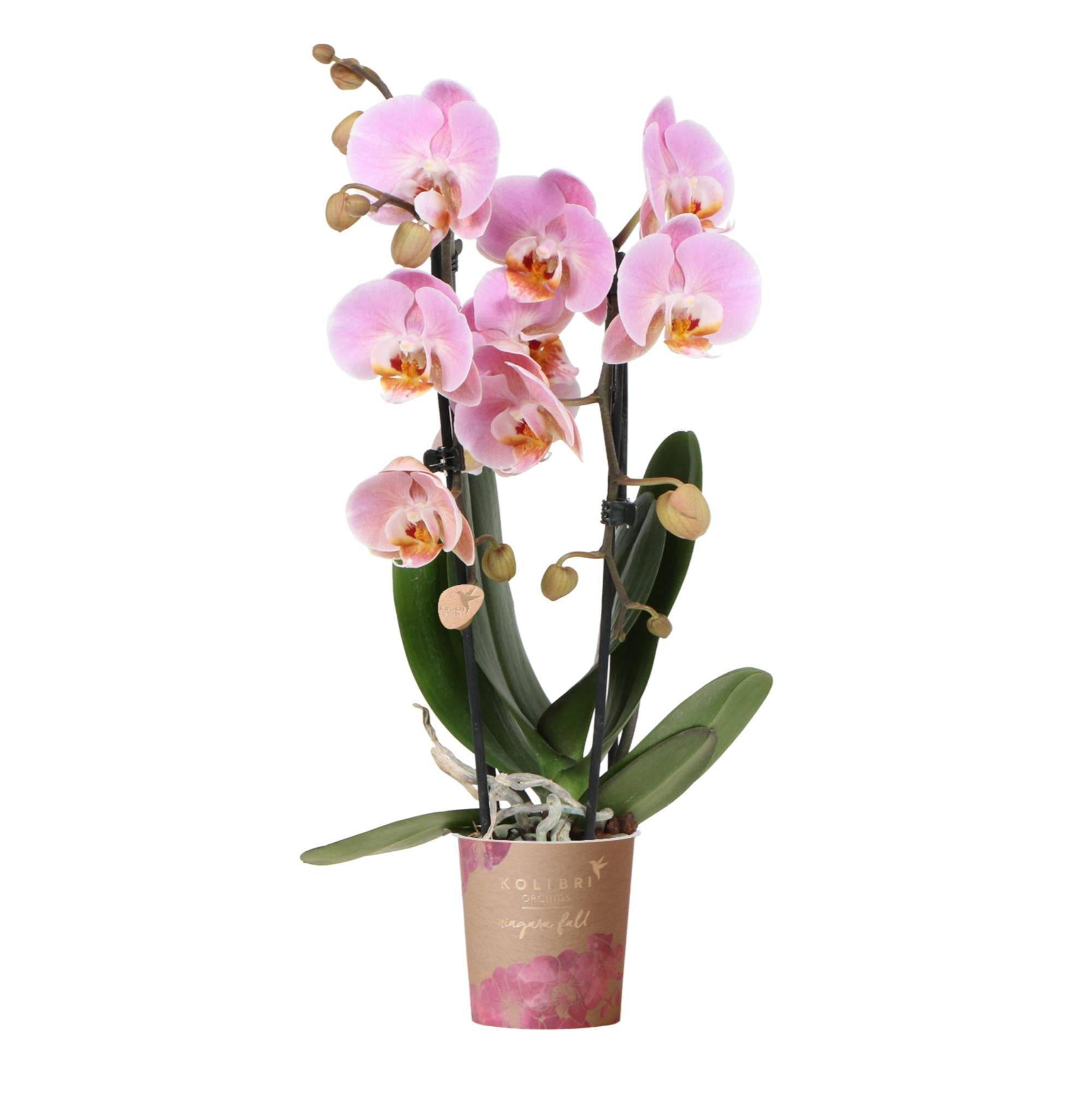La Green Touch - Orchidée rose - Ø9cm - plante d'intérieur 45cm - Plante d'intérieur- La Green Touch - Image 1
