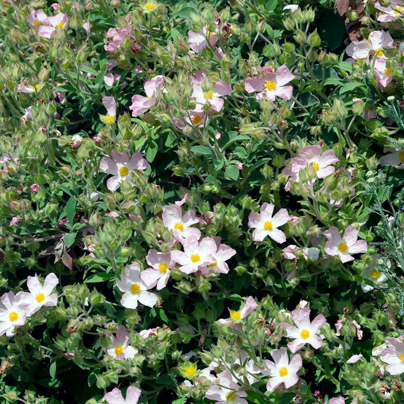 Promesse de Fleurs - Ciste Silver Pink - Cistus argenteus Pot de 2L/3L - Image 1
