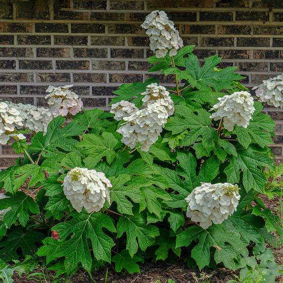 Promesse de Fleurs - Hydrangea quercifolia Alice - Hortensia à feuilles de chêne Pot de 2L/3L - Image 1