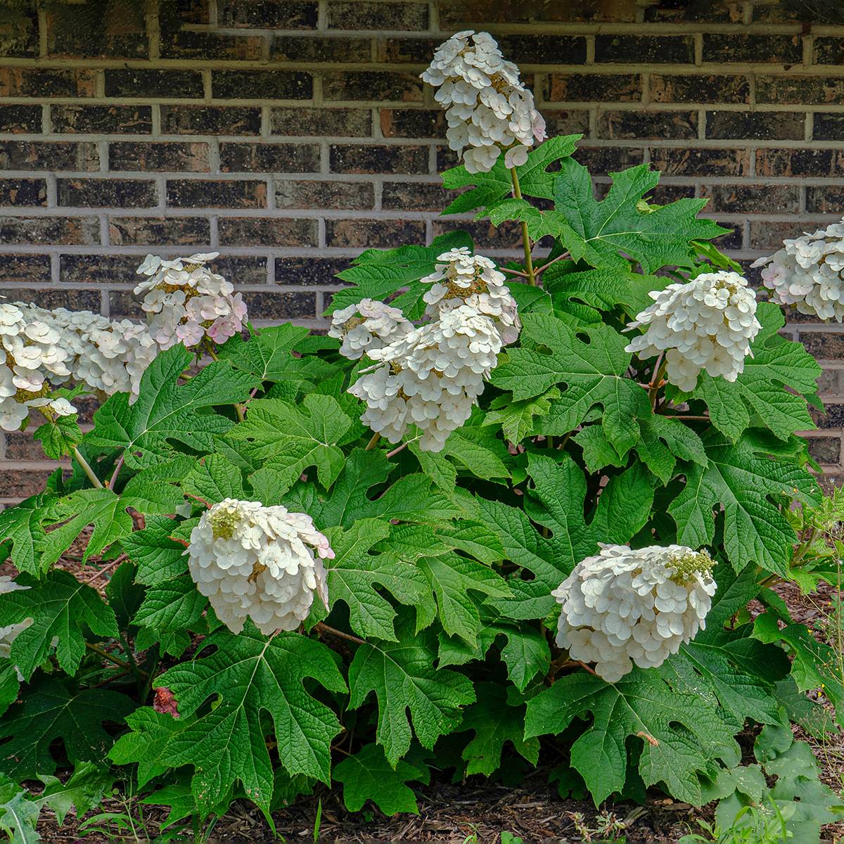 Promesse de Fleurs - Hydrangea quercifolia Alice - Hortensia à feuilles de chêne Pot de 2L/3L - Image 1