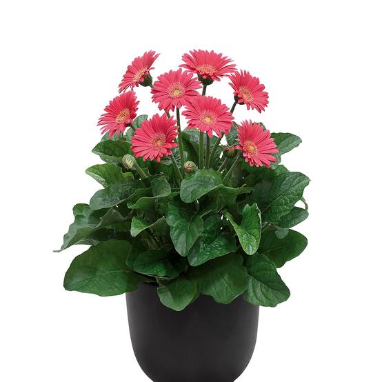 Gerbera Garvinea Sweet Sweet Heart Mini-motte Ø 1,5/2,5 cm (par 3)
