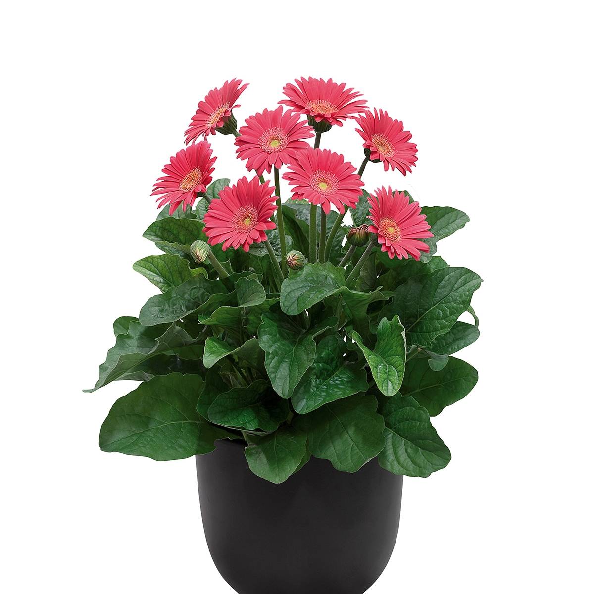 Gerbera Garvinea Sweet Sweet Heart Mini-motte Ø 1,5/2,5 cm (par 3)