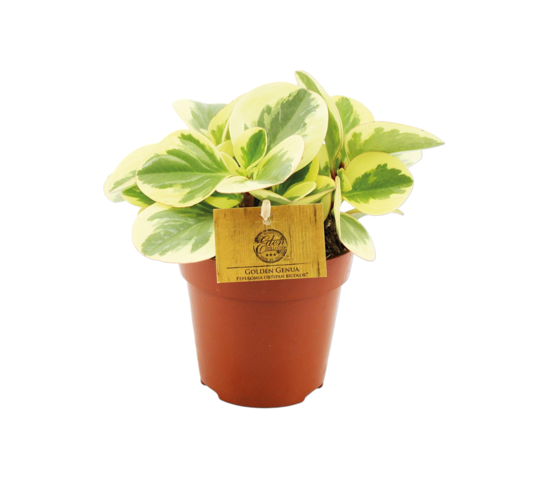 Peperomia Obtipan Bicolor 20cm - Plante d'intérieur- La Green Touch - Image 1