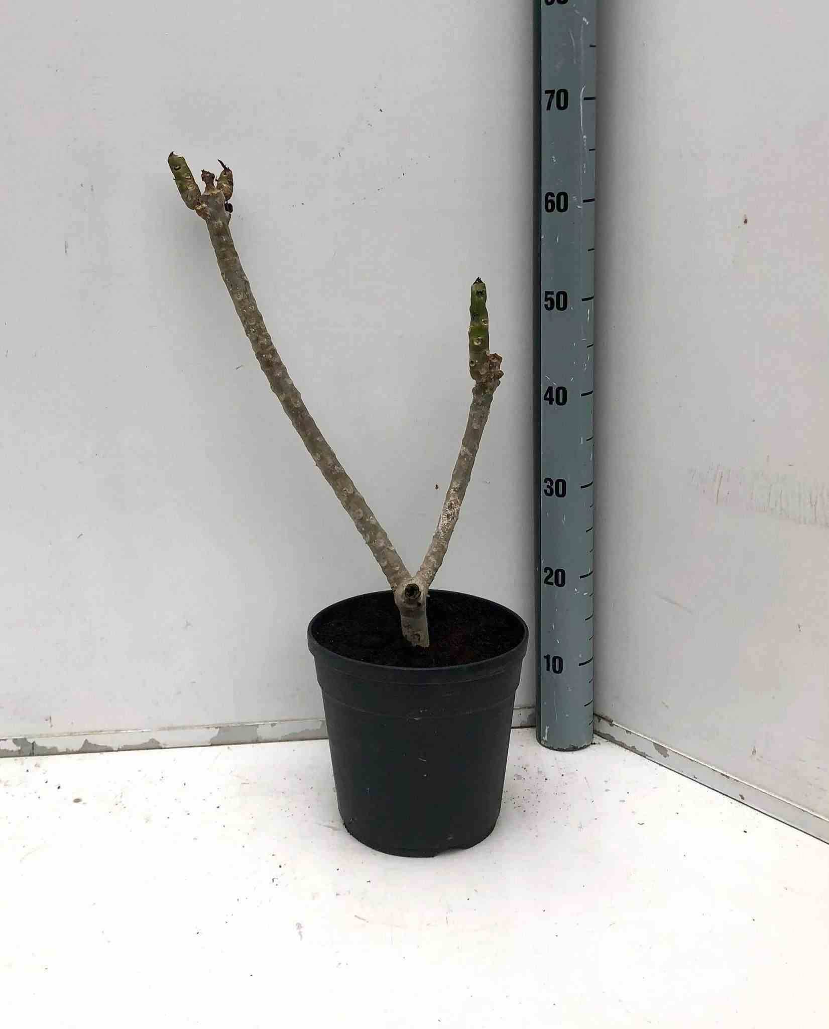 Sans Marque - Plumeria rubra rose (frangipanier) Taille:Pot de 3 litres ? 40/60 cm - Couleur floraison:rose - Image 3