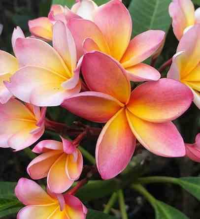 Sans Marque - Plumeria rubra rose (frangipanier) Taille:Pot de 3 litres ? 40/60 cm - Couleur floraison:rose - Image 4