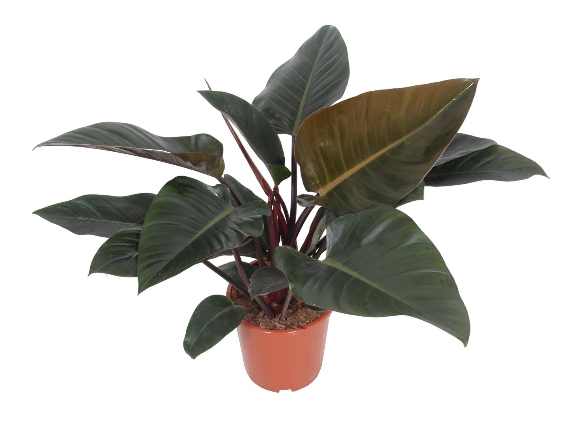 Philodendron Congo Rouge - D27 H80cm