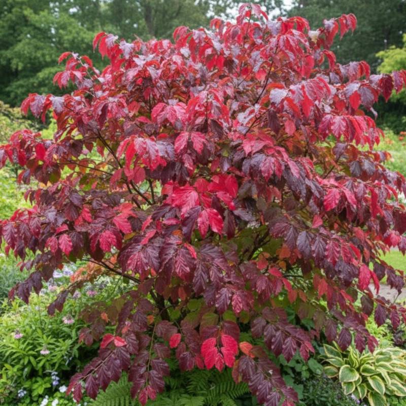 Parrotie de Perse Bella, Parrotia - Pot de 3L - 60/80 cm - Image 2
