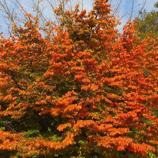 Parrotie de Perse Bella, Parrotia - Pot de 3L - 60/80 cm - Image 1