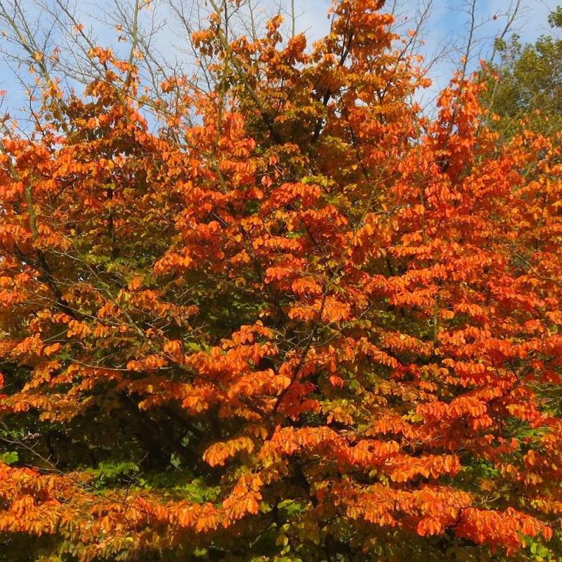 Parrotie de Perse Bella, Parrotia - Pot de 3L - 60/80 cm
