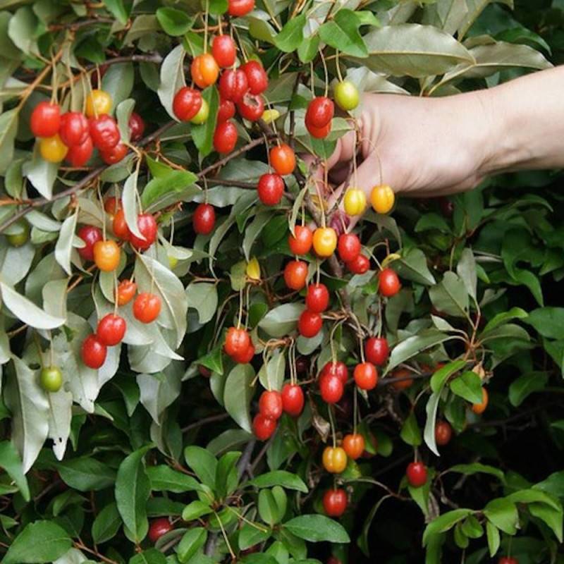 Elaeagnus Pointilla® 'Sweet'n Sour', Chalef d'automne à baies de goumi à fleurs Blanche - feuillage Persistant - Pot de 4L - 40/60 cm-  hauteur à matu - Image 1