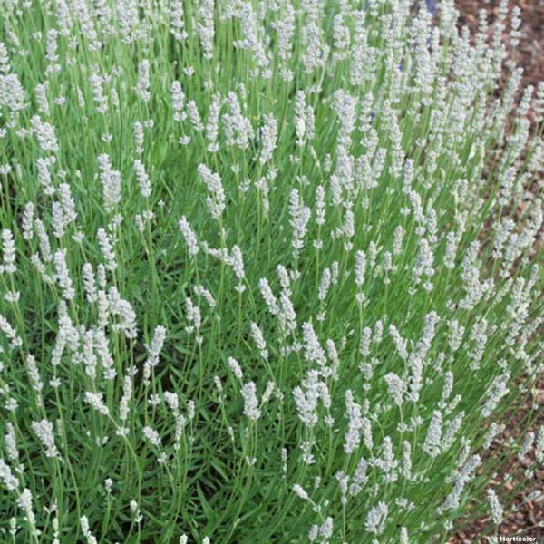 Promesse de Fleurs - Lavande intermedia Edelweiss - Lavandin Pot de 1,5L/2L