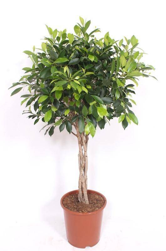 La Green Touch - Ficus nitida à tronc tressé - H 120 cm, pot Ø24 cm
