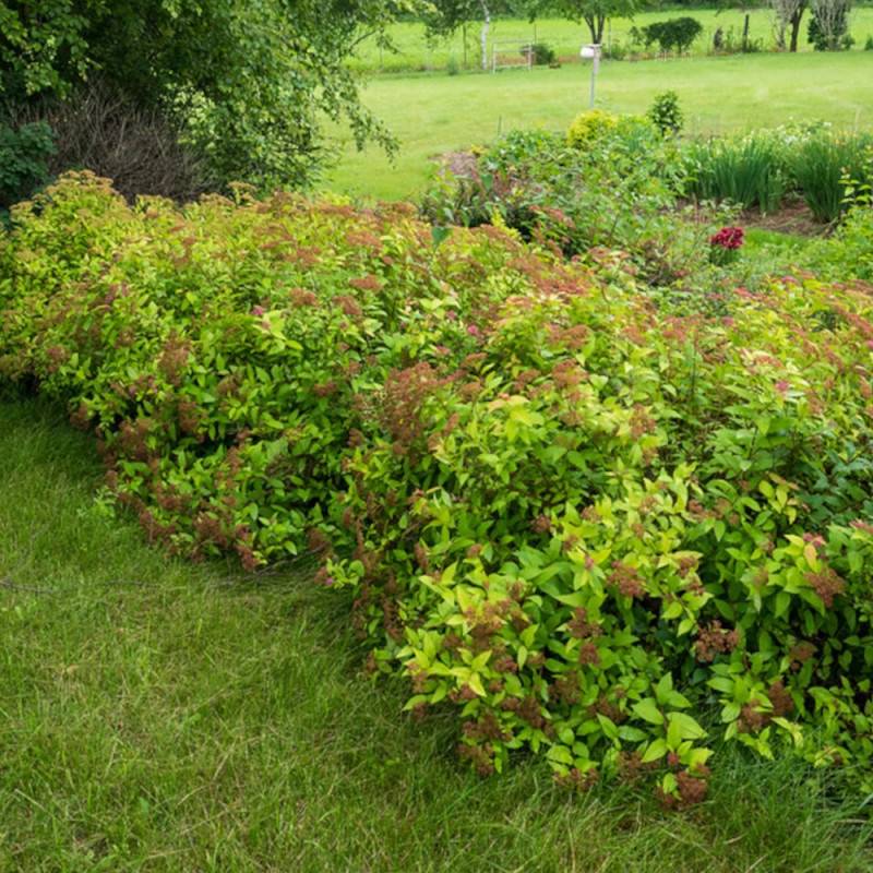 Spirée du Japon Goldflame, Spiraea à fleurs Rose - feuillage Caduc - Pot de 3L - 20/40 cm-  hauteur à maturité De 0,50 m à 1,00 m - Image 9