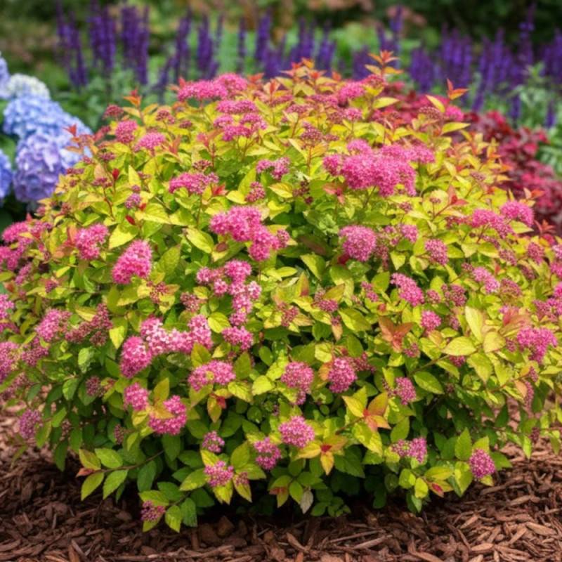 Spirée du Japon Goldflame, Spiraea à fleurs Rose - feuillage Caduc - Pot de 3L - 20/40 cm-  hauteur à maturité De 0,50 m à 1,00 m - Image 5