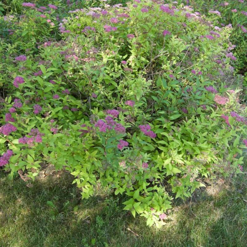 Spirée du Japon Goldflame, Spiraea à fleurs Rose - feuillage Caduc - Pot de 3L - 20/40 cm-  hauteur à maturité De 0,50 m à 1,00 m - Image 8