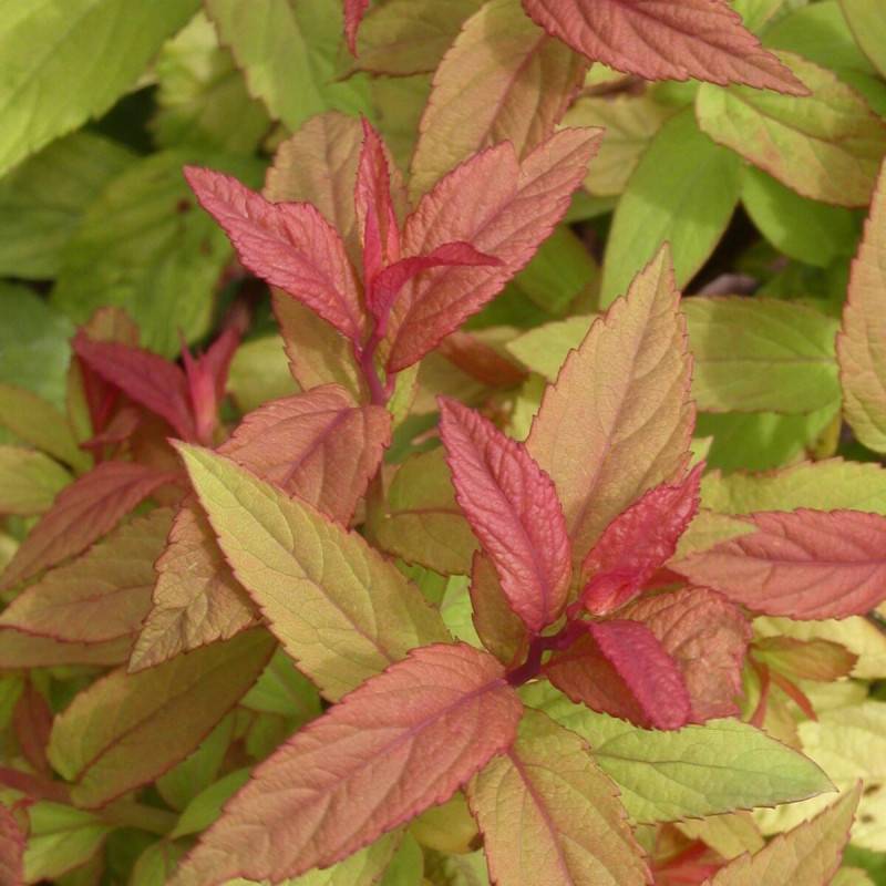 Spirée du Japon Goldflame, Spiraea à fleurs Rose - feuillage Caduc - Pot de 3L - 20/40 cm-  hauteur à maturité De 0,50 m à 1,00 m - Image 2