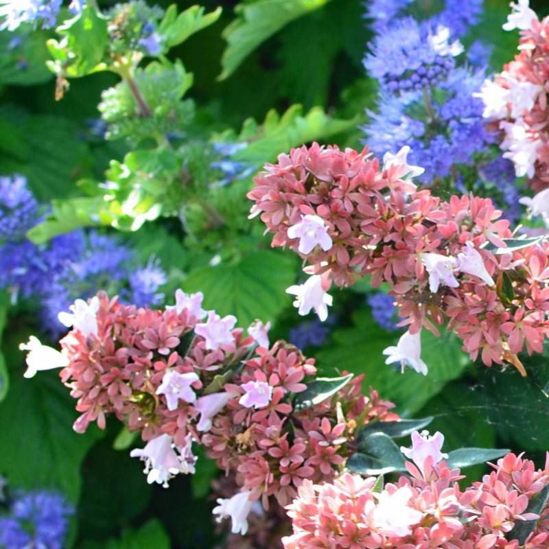 Abelia Raspberry Profusion, Abélia à grandes fleurs à fleurs Blanche - feuillage Persistant - Pot de 1,5L - 10/20 cm-  hauteur à maturité De 0,50 m à - Image 1