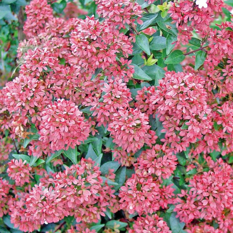 Abelia Raspberry Profusion, Abélia à grandes fleurs à fleurs Blanche - feuillage Persistant - Pot de 1,5L - 10/20 cm-  hauteur à maturité De 0,50 m à - Image 5