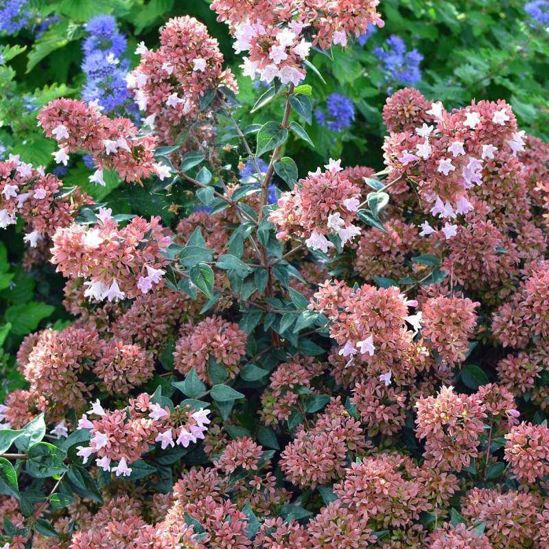 Abelia Raspberry Profusion, Abélia à grandes fleurs à fleurs Blanche - feuillage Persistant - Pot de 1,5L - 10/20 cm-  hauteur à maturité De 0,50 m à - Image 4