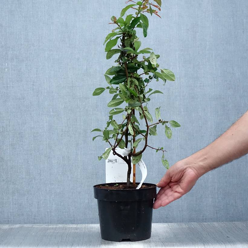 Promesse de Fleurs - Cognassier du Japon Toyo-Nishiki - Chaenomeles speciosa Pot de 2L/3L - Image 2
