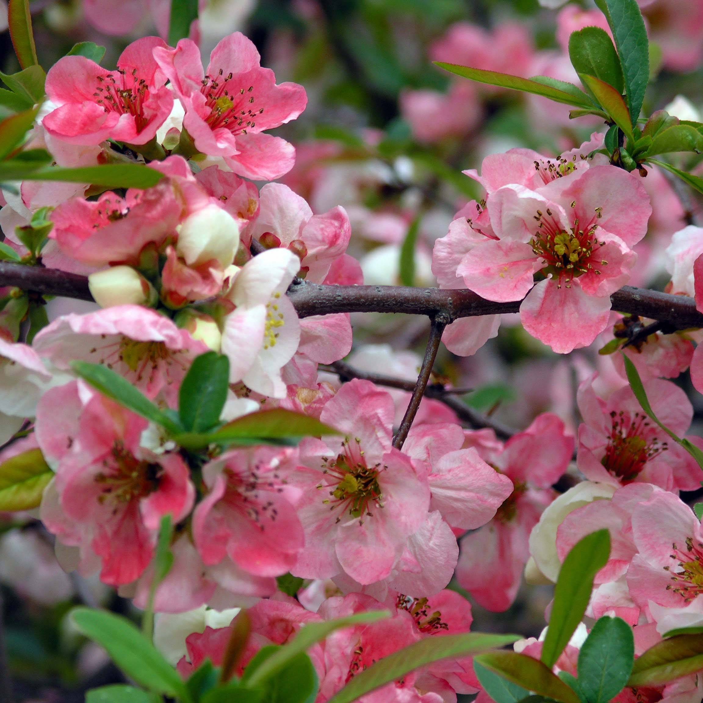 Promesse de Fleurs - Cognassier du Japon Toyo-Nishiki - Chaenomeles speciosa Pot de 2L/3L - Image 1