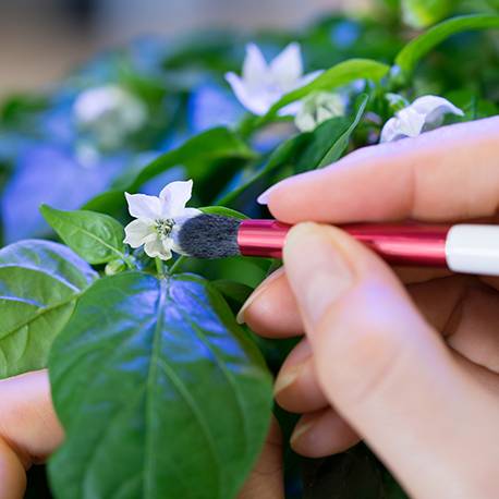 Veritable - Pinceau de pollinisation - Véritable - Image 2