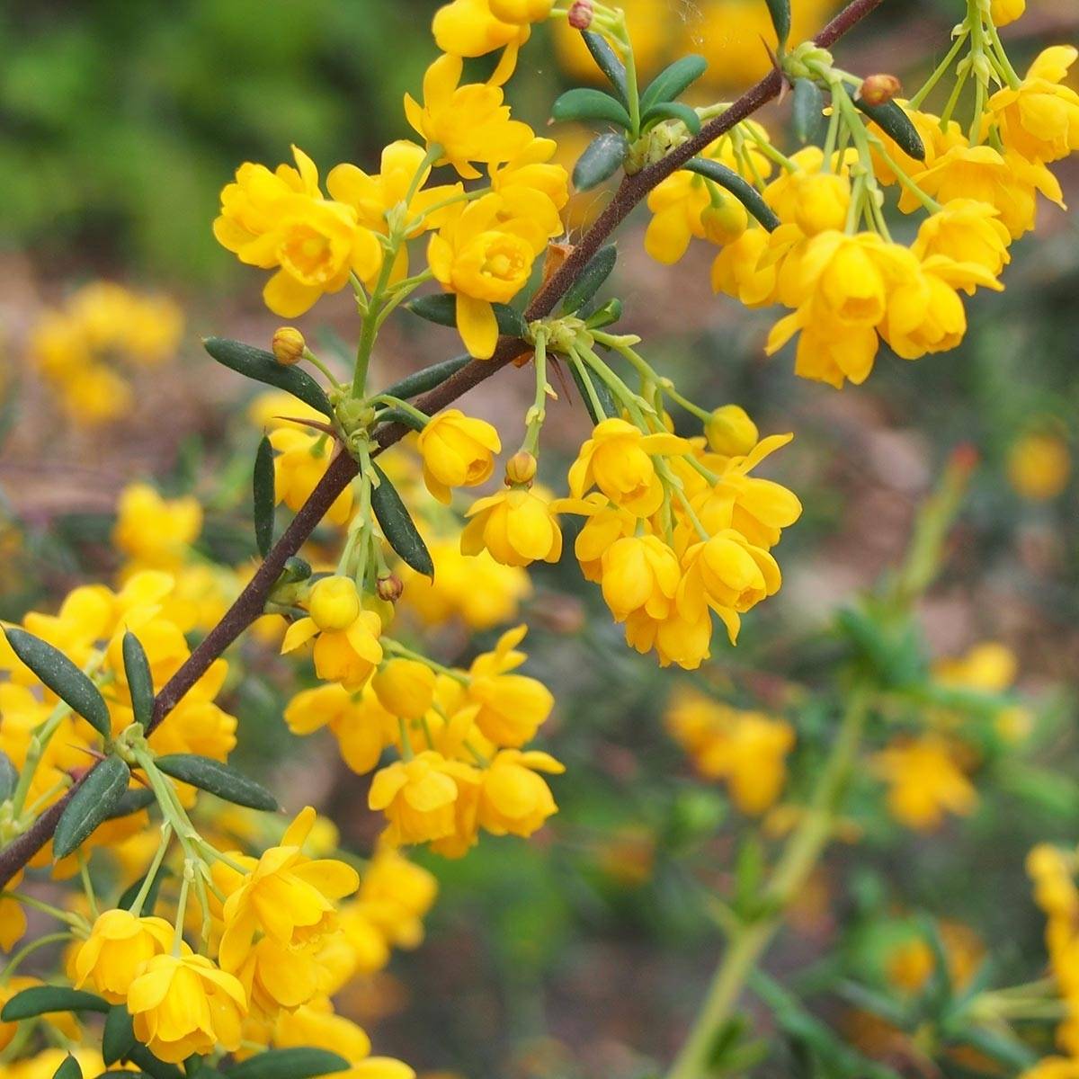 Berberis x stenophylla - Épine-vinette à feuilles étroites  Pot de 2L/3L - Image 1