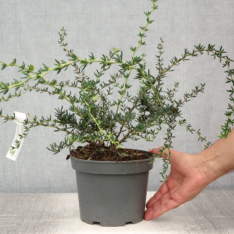 Berberis x stenophylla - Épine-vinette à feuilles étroites  Pot de 2L/3L - Image 2