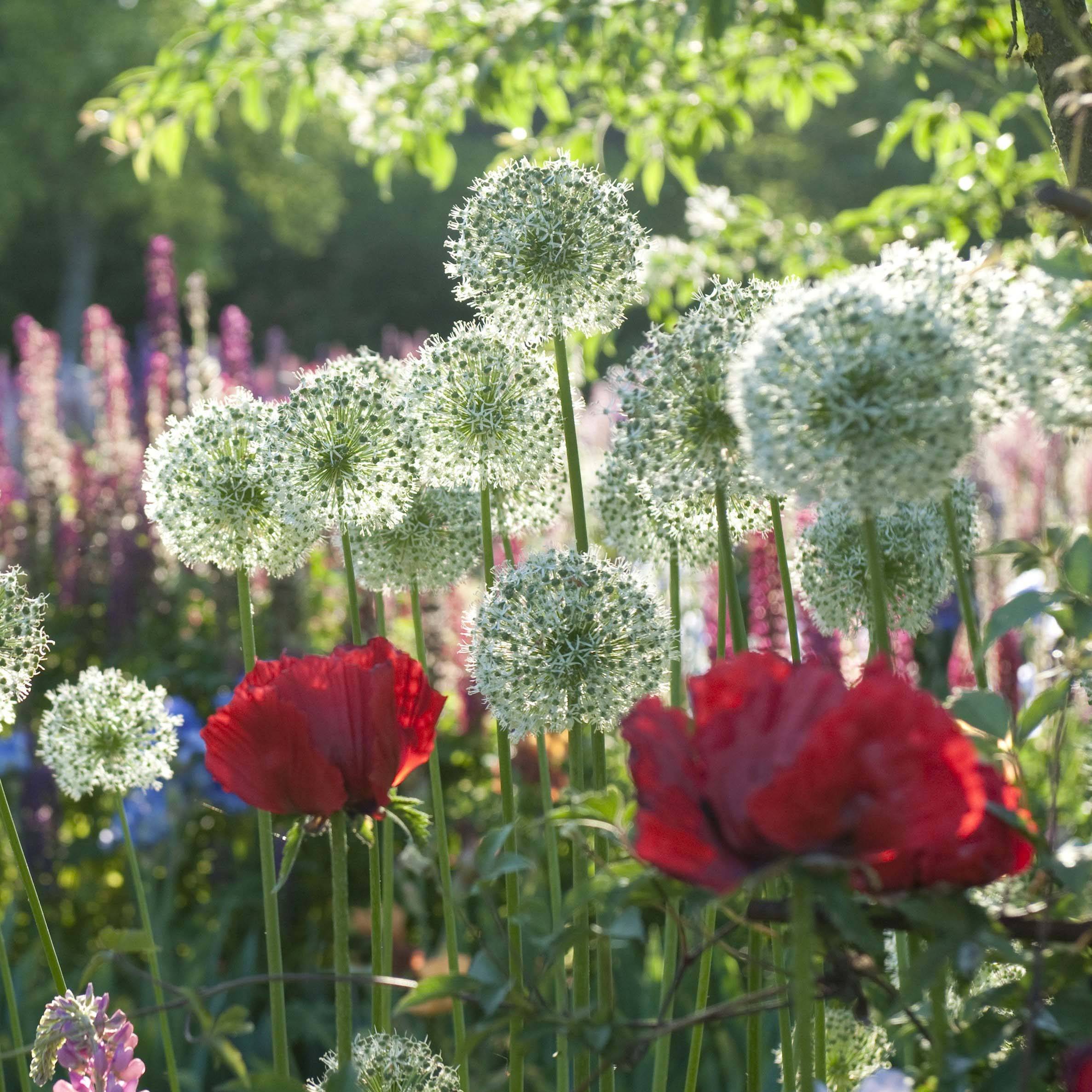 Promesse de Fleurs - Collection Allium & Pavot d'Orient - Collection de 4 plantes