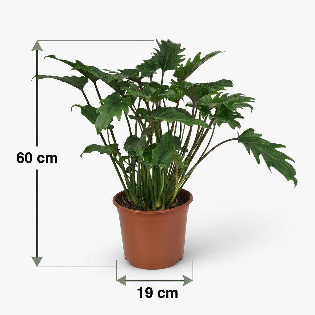 Philodendron Xanadu - Pot de 19cm - Hauteur 60cm - Sans cache-pot - Plantes d'intérieur - Image 5