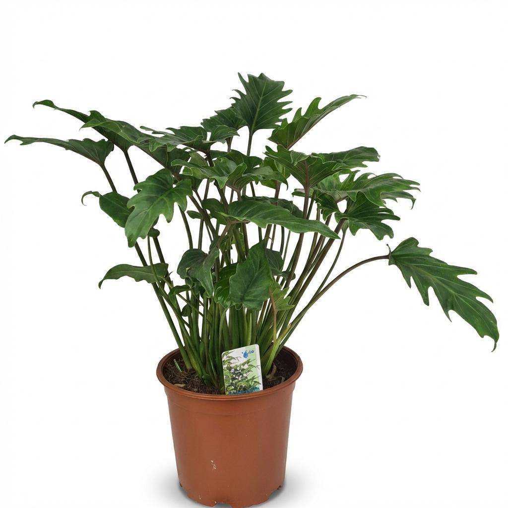 Philodendron Xanadu - Pot de 19cm - Hauteur 60cm - Sans cache-pot - Plantes d'intérieur - Image 1
