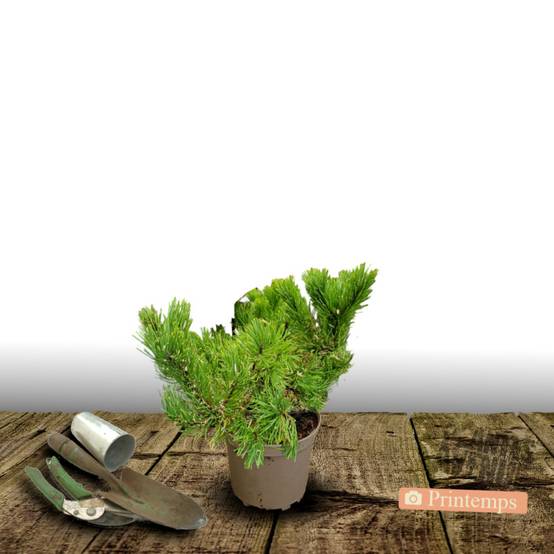 Pin de montagne nain Hesse, Pinus - Pot de 3L - 40/60 cm - Image 5