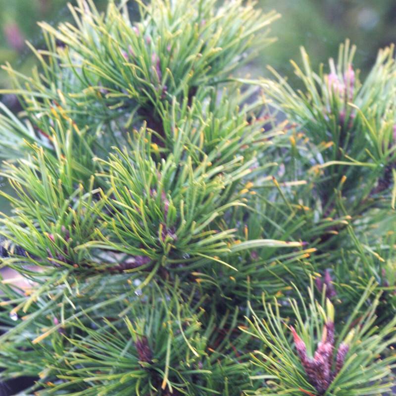 Pin de montagne nain Hesse, Pinus - Pot de 3L - 40/60 cm - Image 1