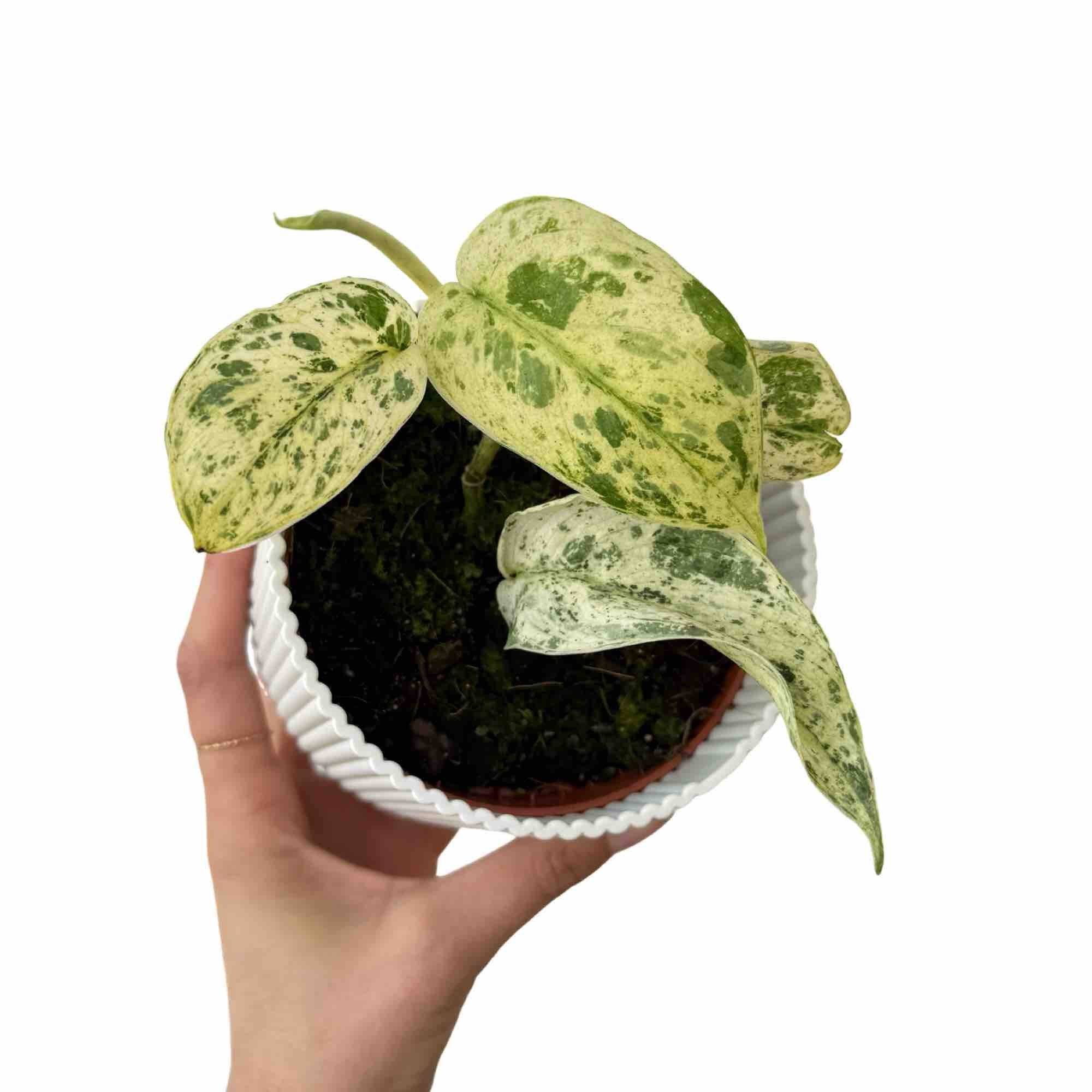Scindapsus Jade Satin Marble Variegata - Pot de 10,5cm - Plantes d'intérieur - Image 1