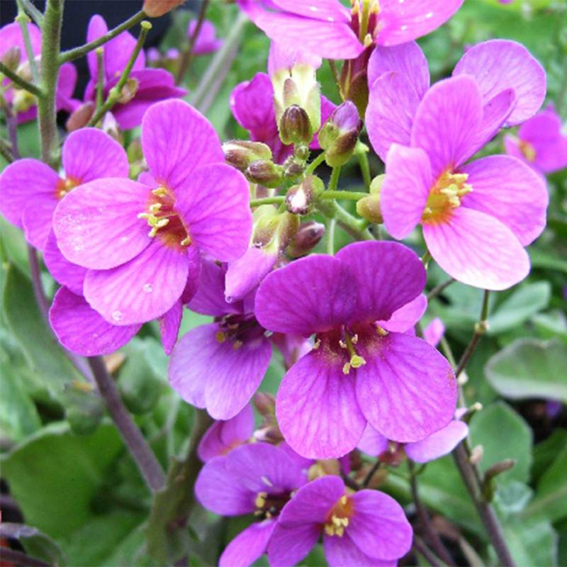 Arabis caucasica Pinkie - Arabette du Caucase Godet de 8/9 cm