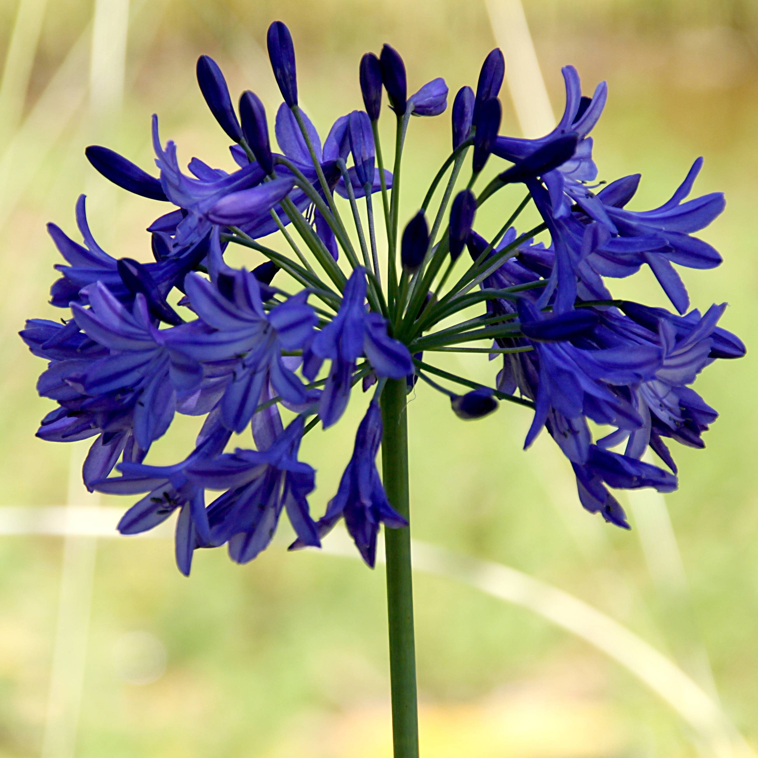 Agapanthe Sunfield Pot de 2L/3L