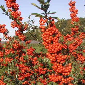 Buisson ardent Saphyr® Rouge 'Cadrou', Pyracantha à fleurs Blanche - feuillage Persistant - Pot de 3L - 60/80 cm- hauteur à maturité De 1,50 m à 2,00