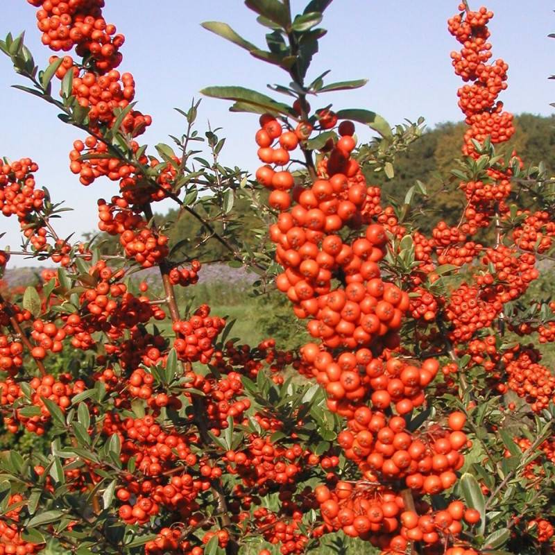 Buisson ardent Saphyr® Rouge 'Cadrou', Pyracantha à fleurs Blanche - feuillage Persistant - Pot de 3L - 60/80 cm-  hauteur à maturité De 1,50 m à 2,00 - Image 1
