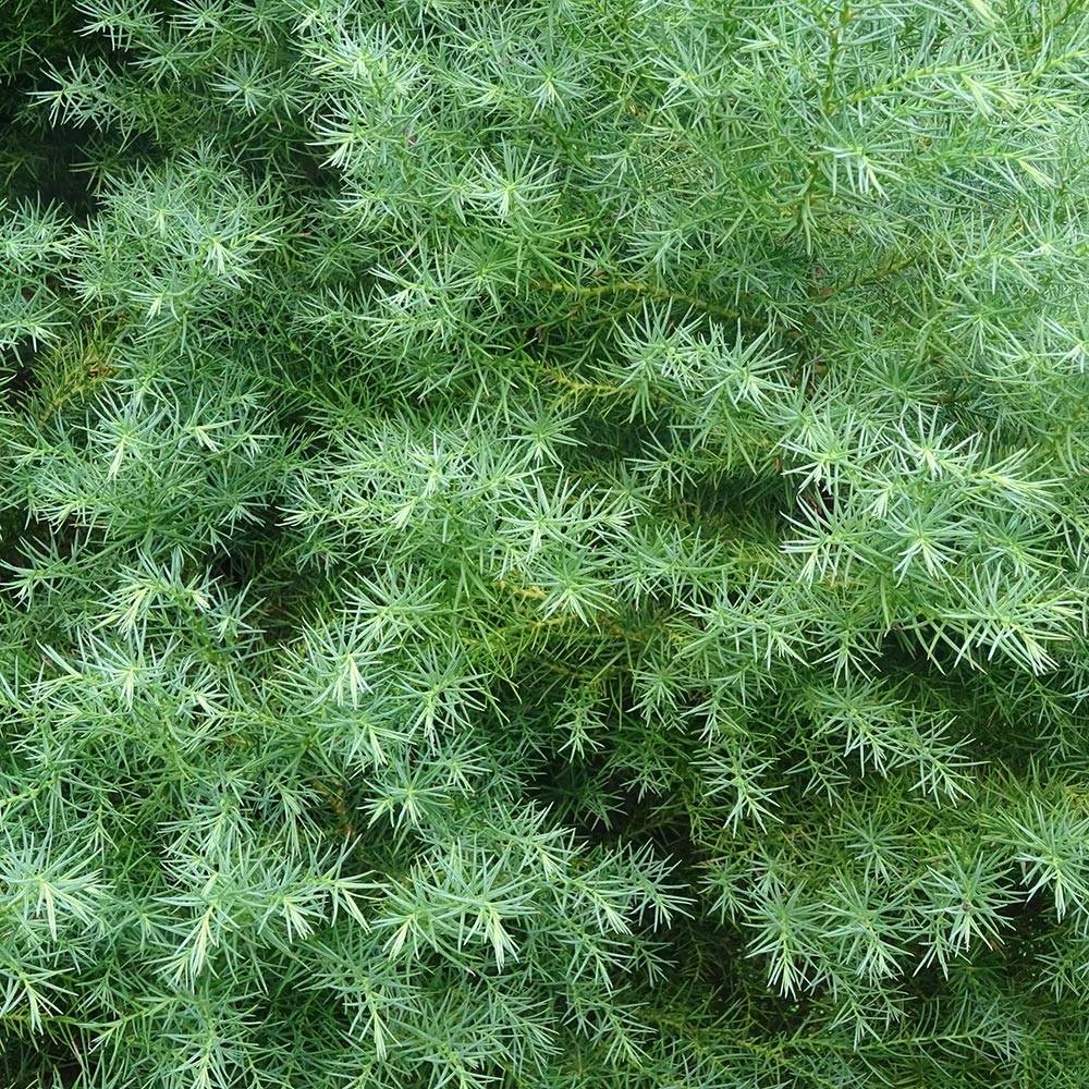 Cryptomeria japonica Elegans - Cèdre du Japon Pot de 7,5L/10L