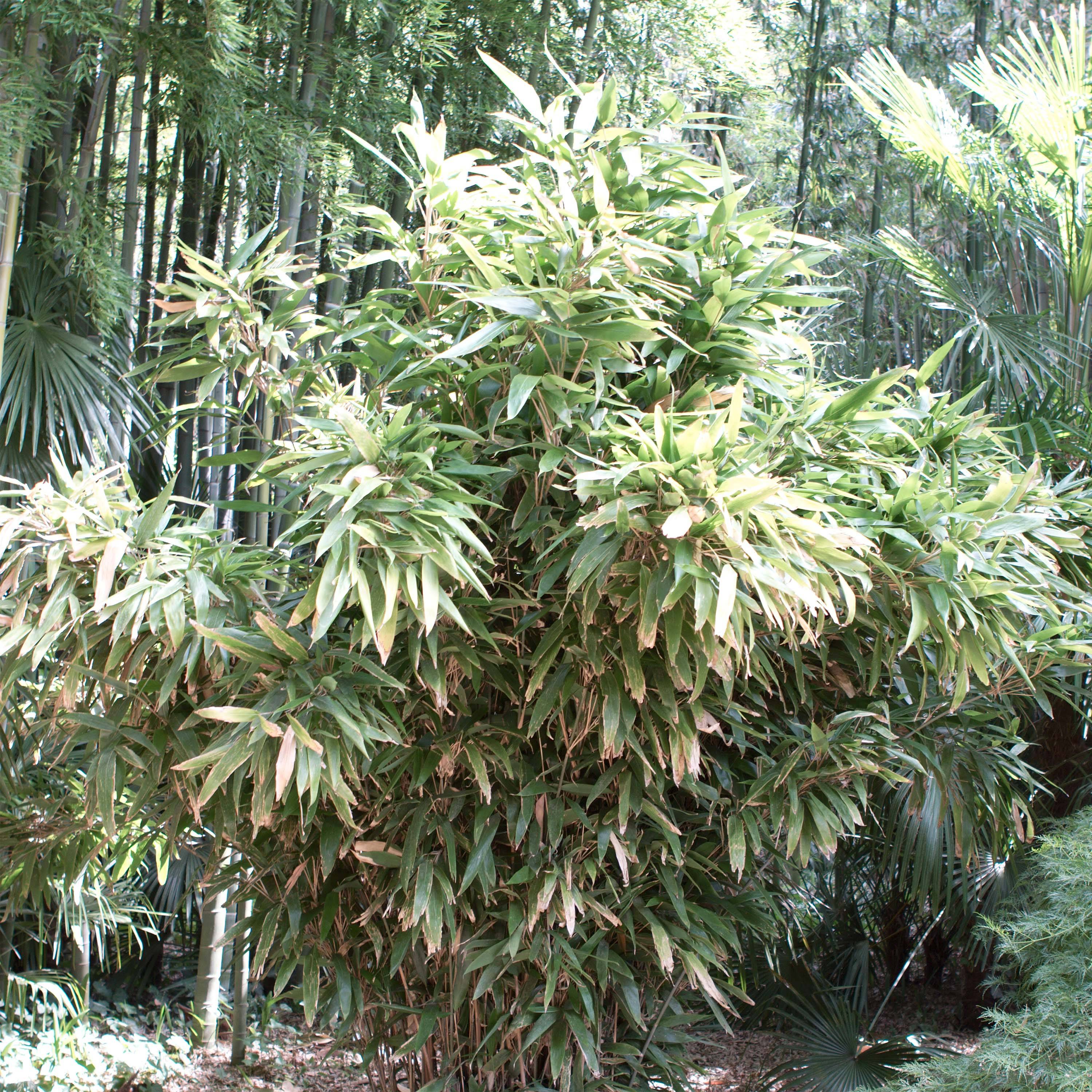 Indocalamus latifolius - Bambou nain Pot de 2L/3L - Image 1