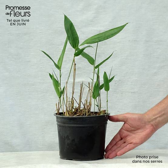 Indocalamus latifolius - Bambou nain Pot de 2L/3L - Image 2