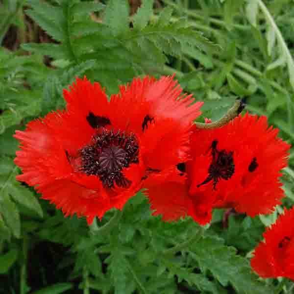 Pavot d'Orient Türkenlouis - Papaver orientale Godet de 8/9 cm