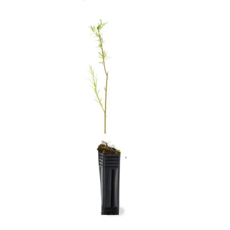 Saule des vanniers (Salix viminalis) - Godet - Taille 20/40cm - Pépinières Naudet - Image 2